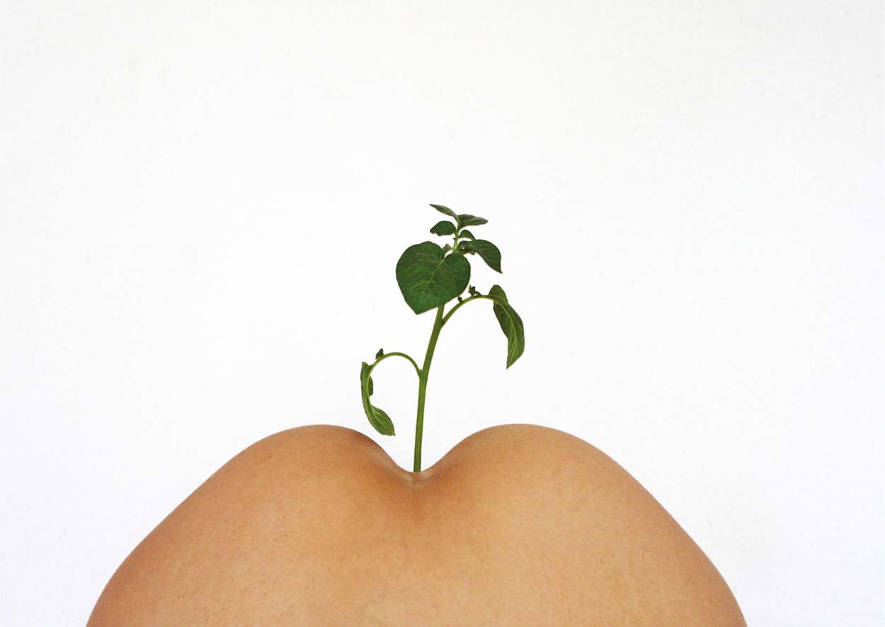 A green stalk grows between two fleshy mounds.