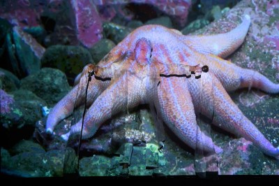A person with their face covered standing in front of a giant projection of a starfish.